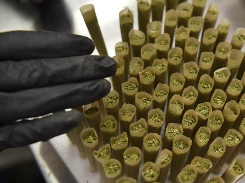 Rows of filled pre-roll cones